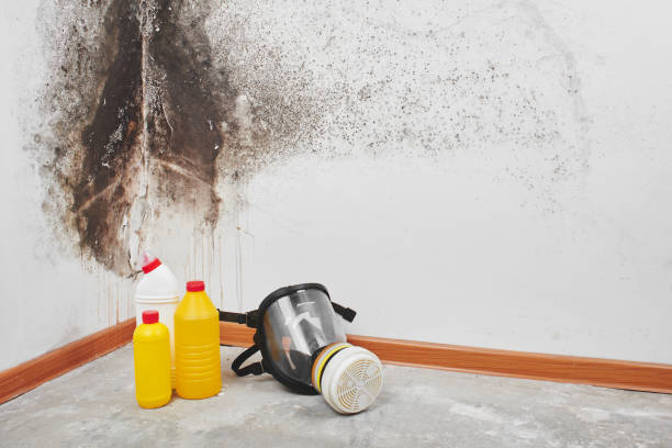 Best Mold Damage Repair  in Gulf Breeze, FL