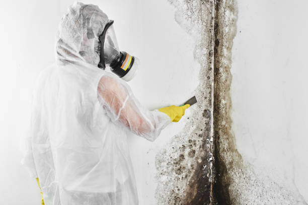 Crawl Space Mold Removal in Gulf Breeze, FL