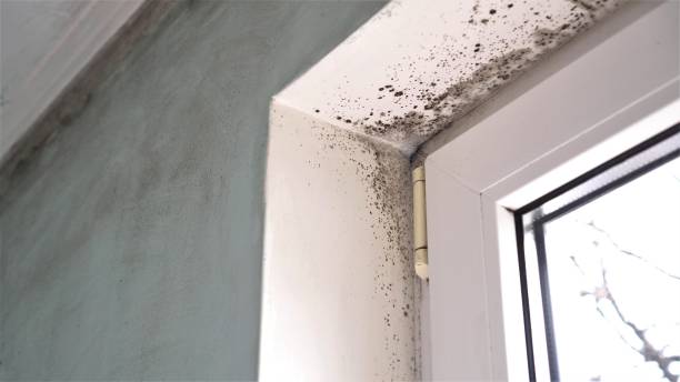 Best Black Mold Removal  in Gulf Breeze, FL