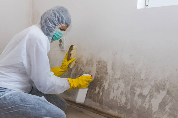 Professional Mold Removal in Gulf Breeze, FL