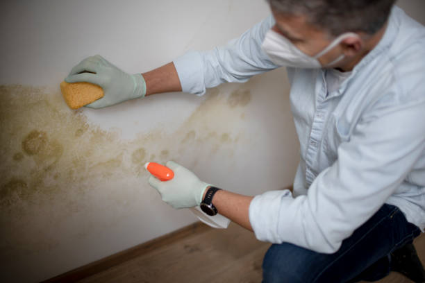 Best Mold Removal Process  in Gulf Breeze, FL