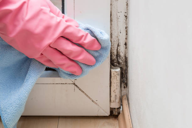 Best Attic Mold Removal  in Gulf Breeze, FL